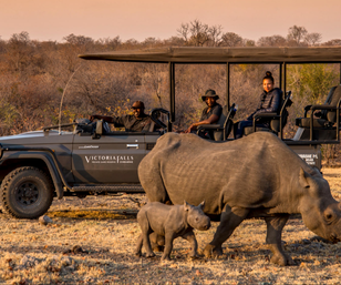 Safari Game Drives