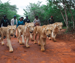 Rhino Walk